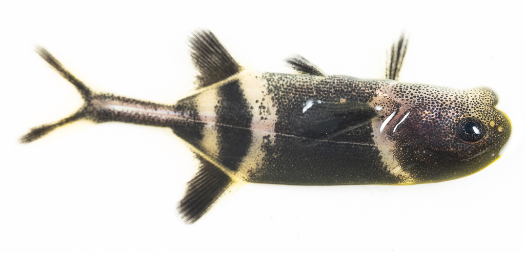 Harringtons olifantsvis (Hippopotamyrus harringtoni) — Mormyridae