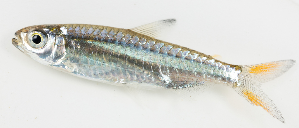 Slanke Turkana-zalm (Micralestes elongatus) — Alestidae