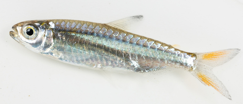 Elongated robber (Micralestes elongatus) — Alestidae