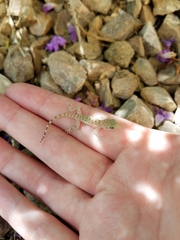 Cyrtopodion scabrum