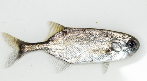 Mormyrids (Petrocephalus bovei) — Mormyridae — 4