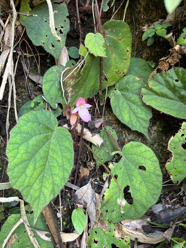 Begonia tamdaoensis (Begonia tamdaoensis)