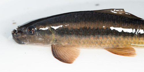 Smallmouth labeo (Labeo parvus) — Cyprinidae — 5