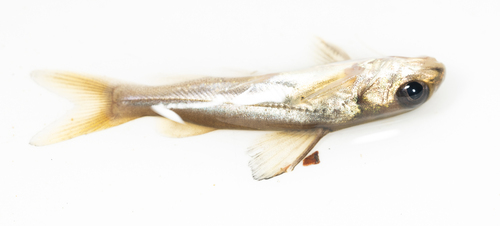 Goudmeerval (Chrysichthys auratus) — Claroteidae — 3