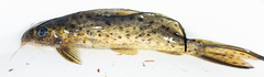 Longfin Synodontis photo 2
