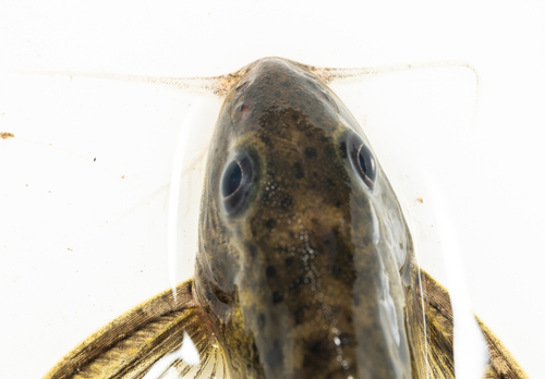 Catfish (Synodontis filamentosus) — Mochokidae — 4