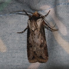 Agrotis spinifera