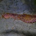 Southern Pygmy Pipehorse - Photo (c) J. Martin Crossley, some rights reserved (CC BY-NC-SA), uploaded by J. Martin Crossley