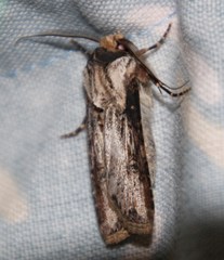 Agrotis spinifera