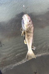 Menticirrhus americanus