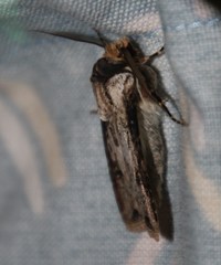 Agrotis spinifera