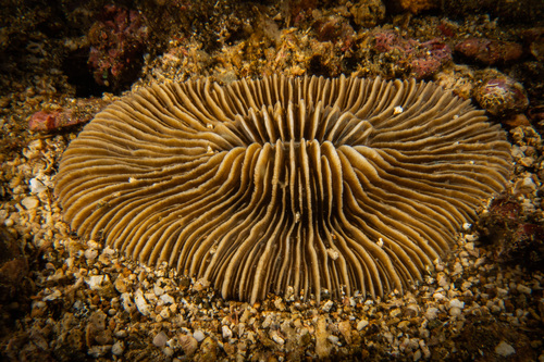 Pleuractis moluccensis observed 2023-02-14