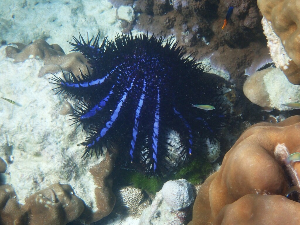Photo of Crown-of-thorns starfish (Acanthaster planci)