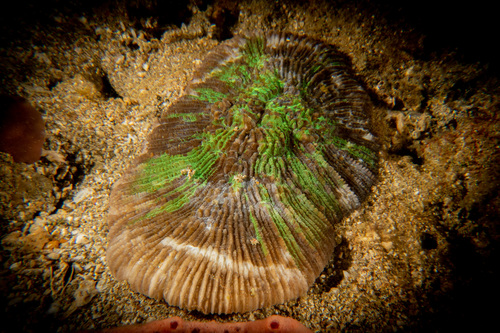 Sandalolitha dentata observed 2023-02-14