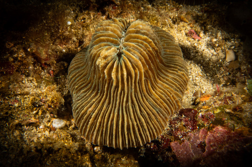 Pleuractis moluccensis observed 2023-02-15