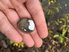 Corbicula fluminalis