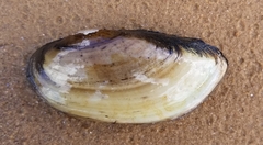 Lampsilis floridensis