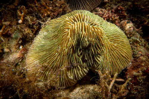 Pleuractis moluccensis observed 2023-02-15