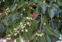 Ziziphus mucronata image