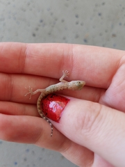 Cyrtopodion scabrum