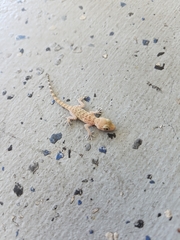 Cyrtopodion scabrum