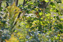 Leiothlypis peregrina