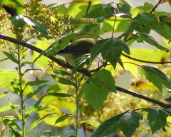 Leiothlypis peregrina
