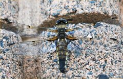 Libellula quadrimaculata