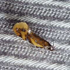 Promalactis densidentalis