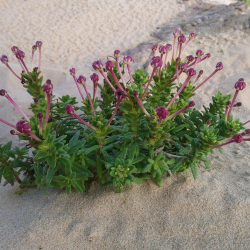 Image of Zaluzianskya maritima by (c) Henry de Lange, some rights reserved (CC BY)