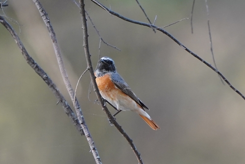 Common Redstart