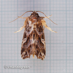 Callopistria exotica