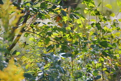 Leiothlypis peregrina