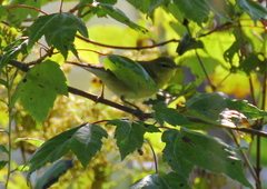 Leiothlypis peregrina