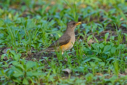 African Thrush