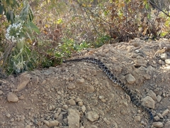 Crotalus molossus oaxacus