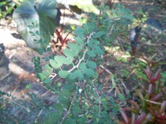Bauhinia grandidieri