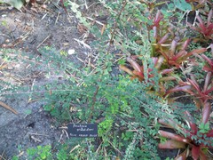 Bauhinia grandidieri