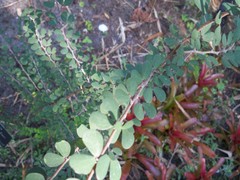 Bauhinia grandidieri