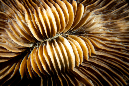 Pleuractis moluccensis observed 2023-02-19