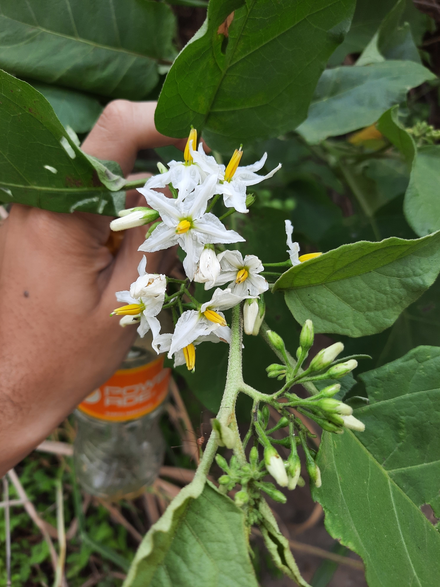 Solanum torvum