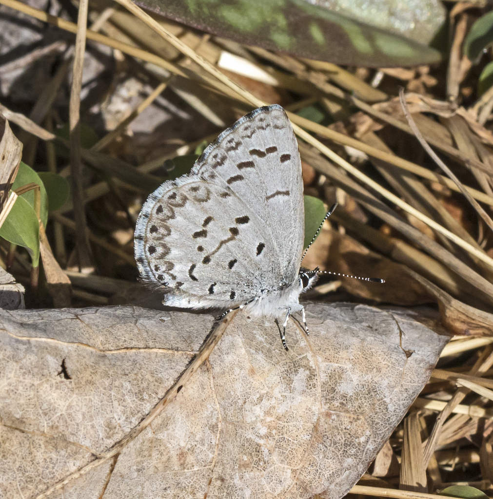 Spring Azure