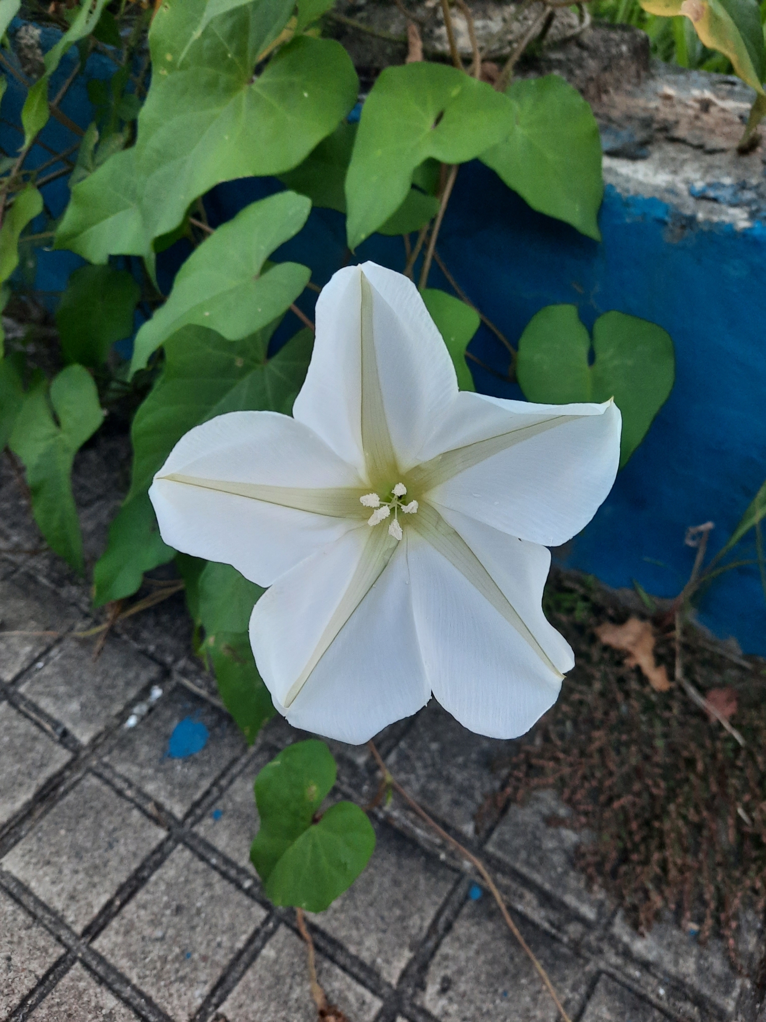 Ipomoea alba