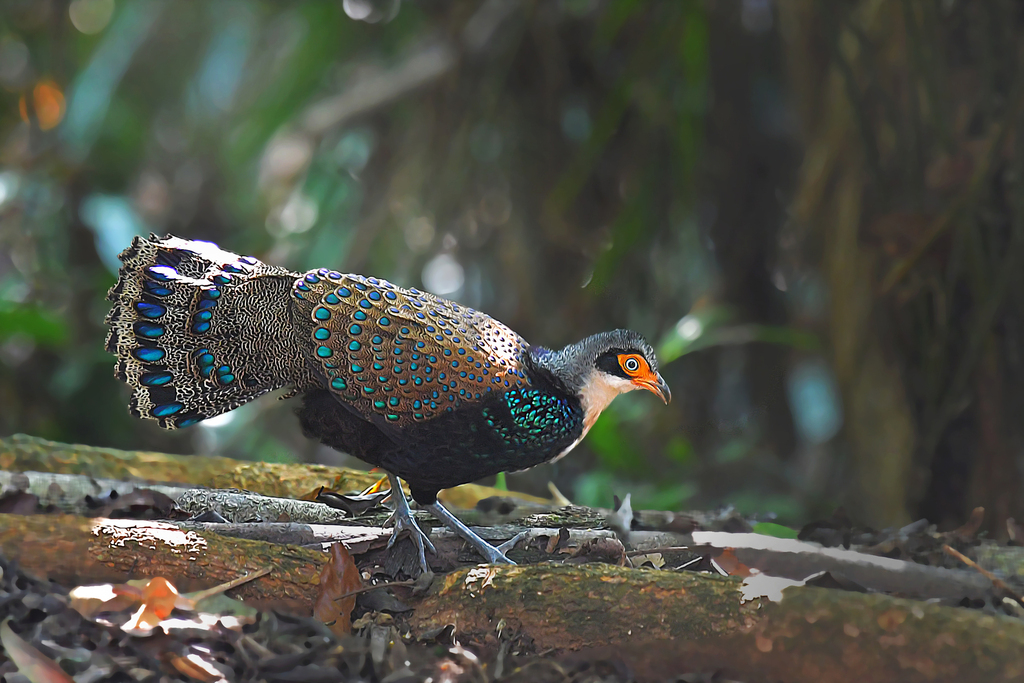Bornean Peacock-Pheasant