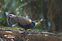 Bornean Peacock-Pheasant photo 1