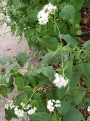 Ageratina altissima