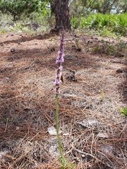 Liatris spicata