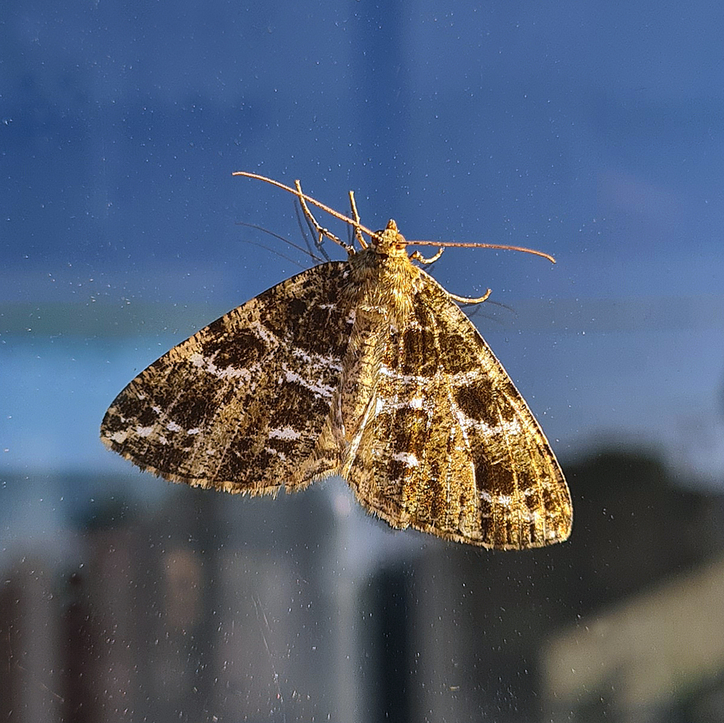 Arichanna peniculifera