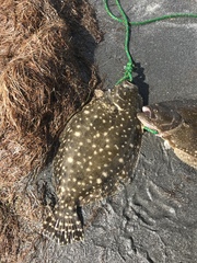 Paralichthys lethostigma