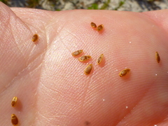 Cotula duckittiae